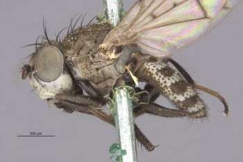 Media type: image;   Entomology 11137 Aspect: habitus lateral view